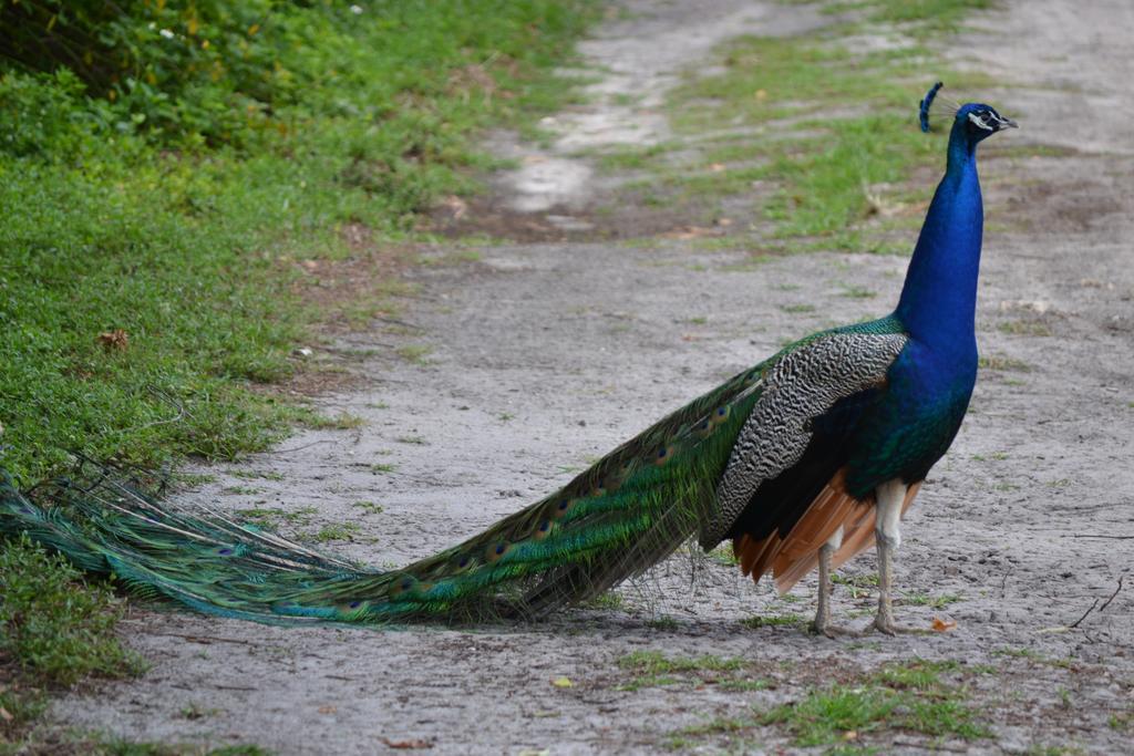 Sigiriya Peacock Homestay 외부 사진