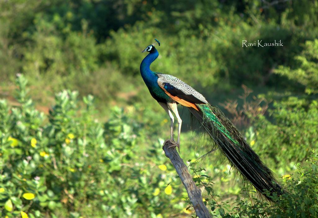 Sigiriya Peacock Homestay 외부 사진